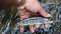 5-30 fish42